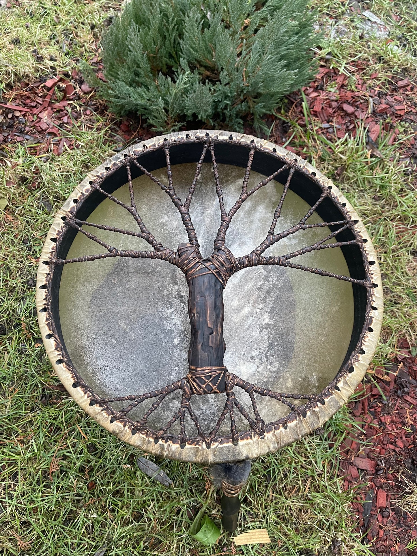 Shaman drum Tree of Life 16’