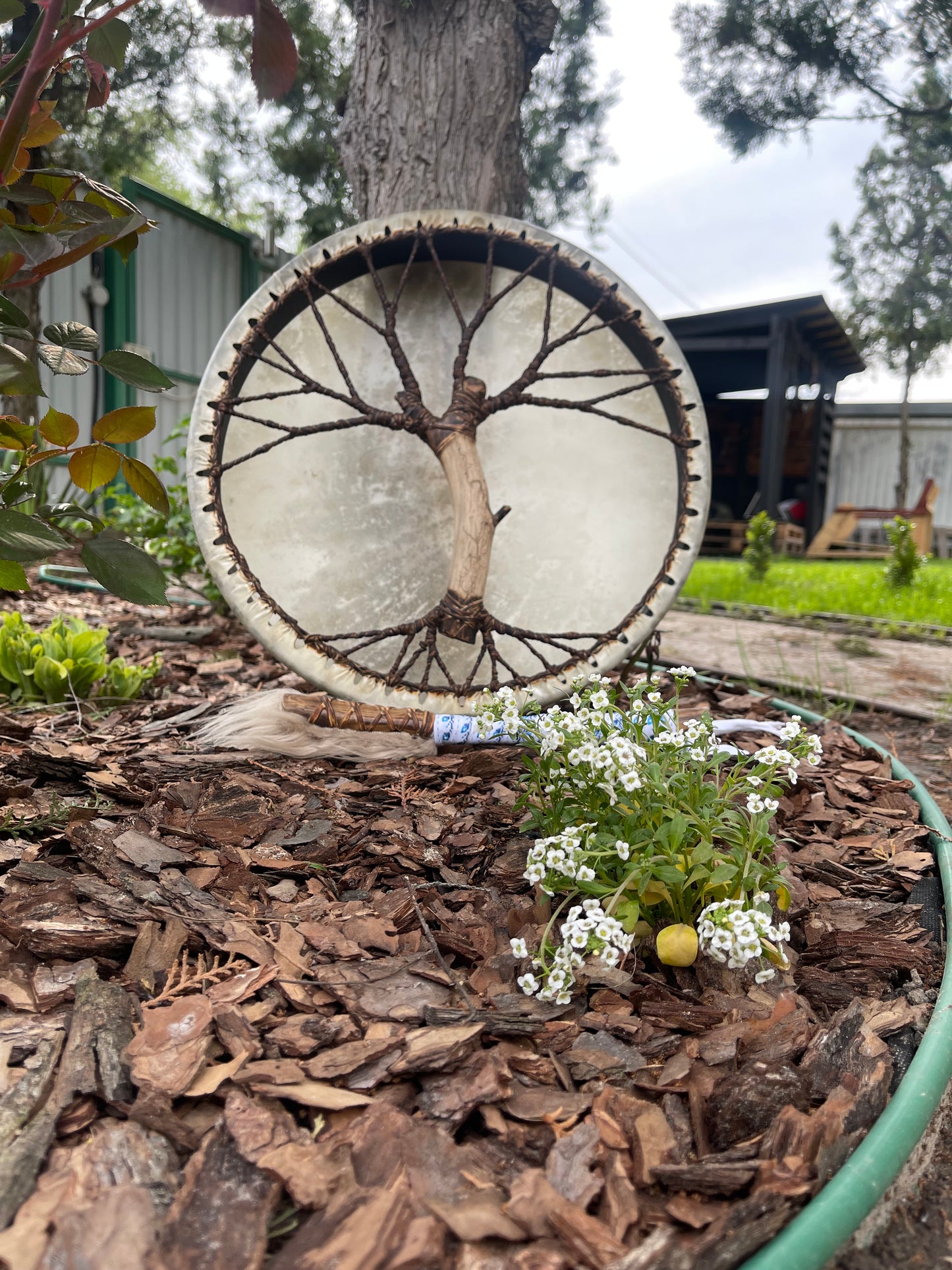 Shaman drum Tree of Life 16’