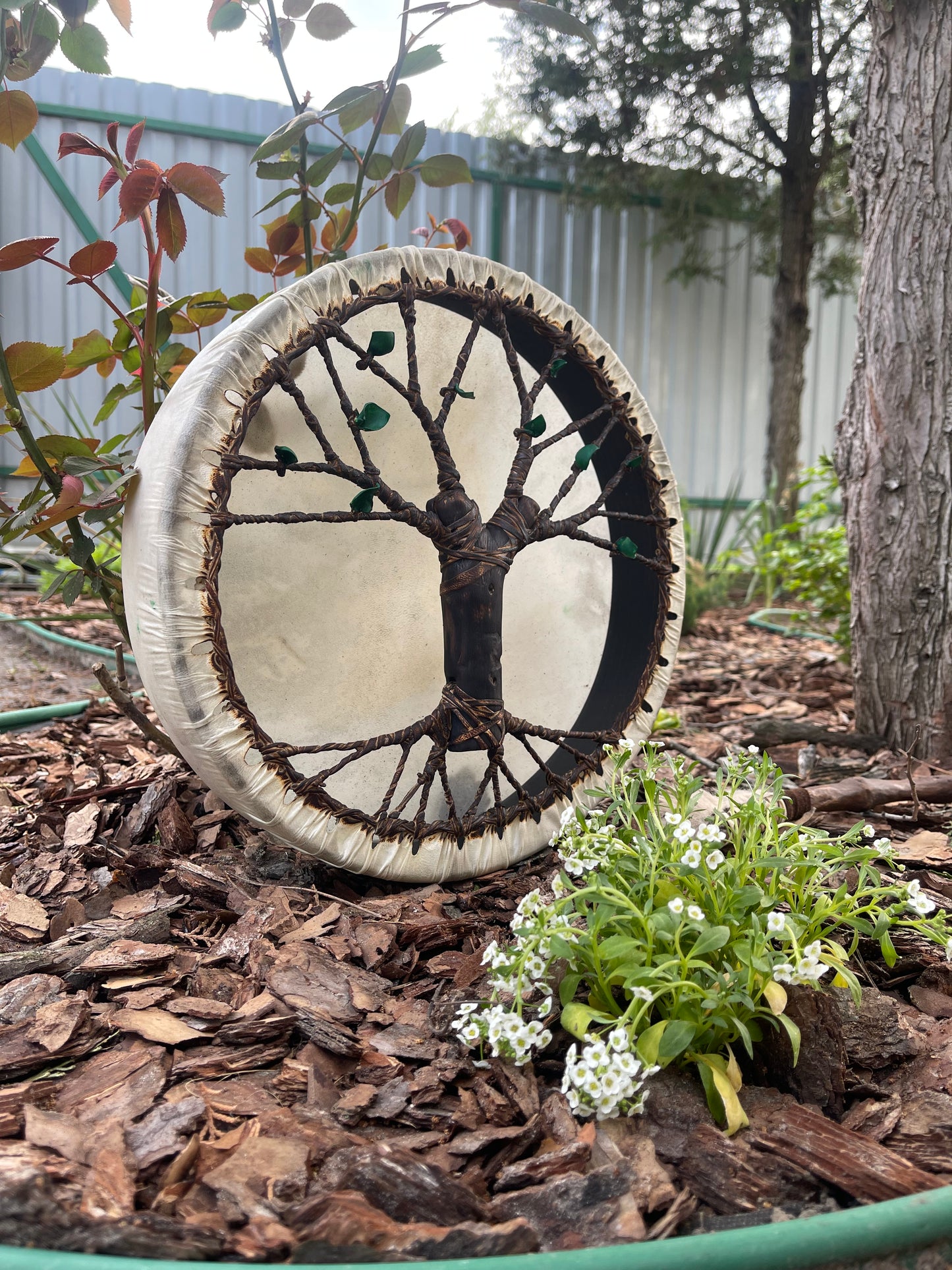 Shaman drum Tree of Life 12'