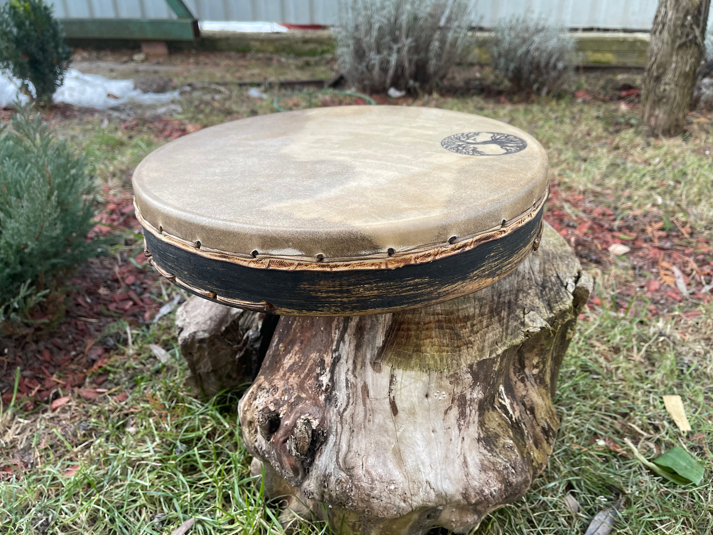 Shaman drum Tree of Life 12'