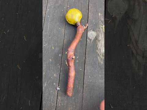 Shamanic rattle 15" — sound
